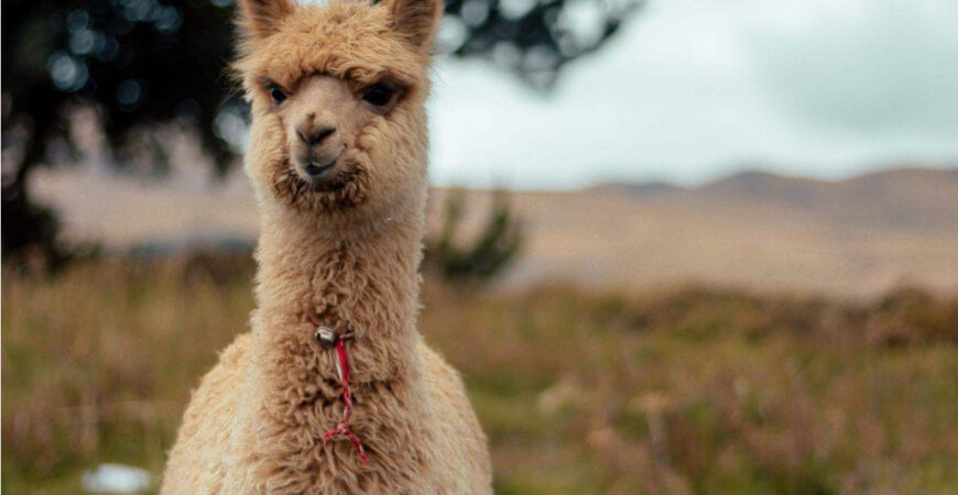 Jeune alpaga au pelage beige dans les plateaux des Andes