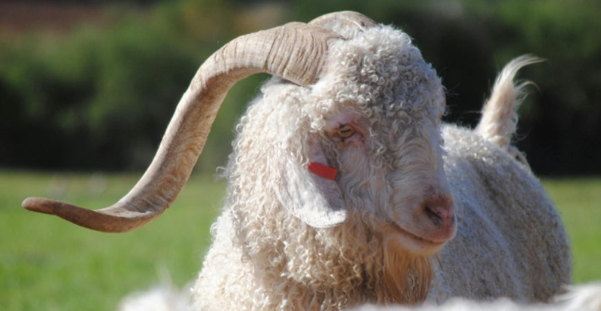 Chèvre angora aux longues cornes, laine mohair naturelle bouclée