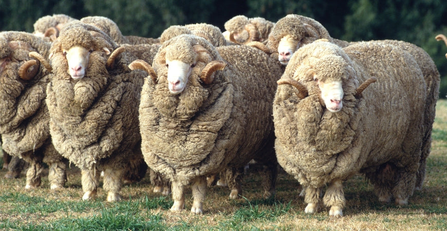 Troupeau de moutons mérinos à la toison épaisse dans un pré