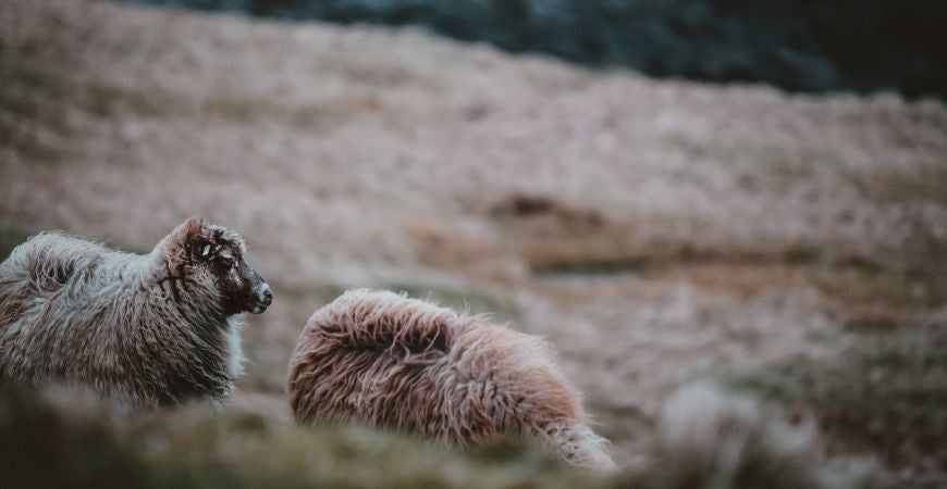 Moutons à la toison épaisse dans une lande sauvage en hiver