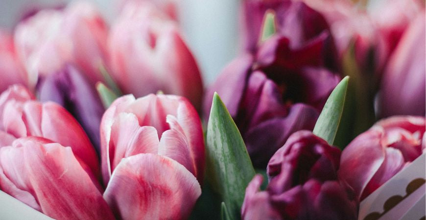 Bouquet de tulipes roses et violettes, ambiance printanière douce